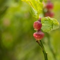 Whortleberry flowers, macro, on Exmoor, Devon. Vaccinium myrtillus. Royalty Free Stock Photo