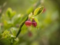 Whortleberry flowers, macro, on Exmoor, Devon. Vaccinium myrtillus. Royalty Free Stock Photo