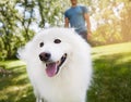 Whos walking who. a handsome young man walking his dog in the park. Royalty Free Stock Photo