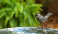 Whose the fairest-Catbird Royalty Free Stock Photo