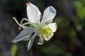 White flower of columbine, Aquilegia coerulea
