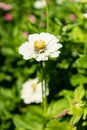 Whtie flower blooming in garden close up