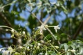 Whtie flower Indian cork tree and green leaf background