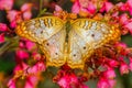 Whtie Peacock Butterfly Pink Flowers Seattle Washington Royalty Free Stock Photo