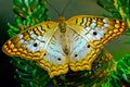 Whtie Peacock Butterfly Pink Flowers Seattle Washington Royalty Free Stock Photo