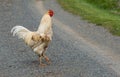 Why Did the Chicken Cross the Road