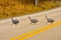 Why Does The Waterfowl Cross The Road?