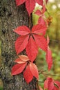 Why leaves changing color. Red leaf. Autumn is already here. Vibrant leaves close up. Autumnal background. Branch leaves