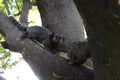 Monkeys searching for food in the trees