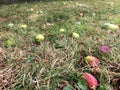 Fruits drop. Fruits fall on the grass. Royalty Free Stock Photo