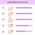 Why use cuticle oil. Professional manicure guide, Vector illustration, infographics Royalty Free Stock Photo