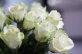 White roses as a background. White roses. BlossomWhite blooming roses. Why would a man give flowers to a woman