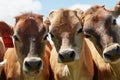 Why are you in our field. a herd of dairy cows standing in a green pasture. Royalty Free Stock Photo