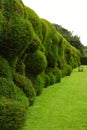 Wibbly Wobbly Hedge, Montacute House,Somerset, England Royalty Free Stock Photo