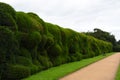 Wibbly Wobbly Hedge, Montacute House,Somerset, England
