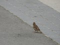Wich way ? Brafim,Tarragona, Spain,  April, 1st 2021 , the bird on streets of old Brafim Royalty Free Stock Photo