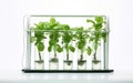Wick Hydroponic System on White Background