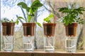Wick watering. Plants in pots on glasses stand on a shelf on a window. Royalty Free Stock Photo