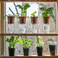 Wick watering. Plants in pots on glasses stand on a shelf on a window. Royalty Free Stock Photo