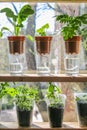 Wick watering. Plants in pots on glasses stand on a shelf on a window. Royalty Free Stock Photo