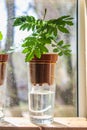 Wick watering. Plants in pots on glasses stand on a shelf on a window. Royalty Free Stock Photo