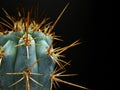 Wicked Cactus Spines Royalty Free Stock Photo