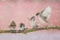 Wicked funny little birds sparrows sitting on a branch in the Pa Royalty Free Stock Photo