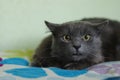 Wicked look of a gray longhair cat Nebelung. The cat has large amber eyes. Predatory cat