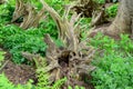 Wicked looking stump on a trail