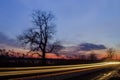 Wicked Tree Royalty Free Stock Photo