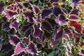 Planted Wicked Witch Coleus Background