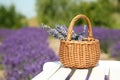 Wicker bag with beautiful lavender flowers on white wooden bench in field, space for text Royalty Free Stock Photo