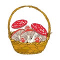 Wicker basket with Amanita or Fly agaric mushroom isolated on white. Outline poisonous red-cup mushroom in line art.