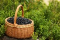 Wicker basket with bilberries on green grass outdoors, space for text Royalty Free Stock Photo