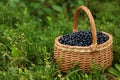 Wicker basket with bilberries on green grass outdoors, space for text Royalty Free Stock Photo