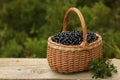 Wicker basket with bilberries on wooden table outdoors, space for text Royalty Free Stock Photo