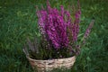 Wicker basket with blooming heather flowers on green grass outdoors Royalty Free Stock Photo