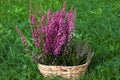 Wicker basket with blooming heather flowers on green grass outdoors Royalty Free Stock Photo