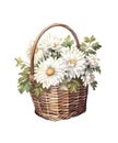 Wicker basket with bouquet of chamomiles isolated on white background. Royalty Free Stock Photo