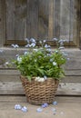 Wicker basket with a bouquet of forget-me-nots on a wooden background