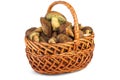 Wicker basket with cepe mushrooms Royalty Free Stock Photo