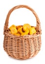 Wicker basket with chanterelle mushrooms Royalty Free Stock Photo