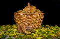 Wicker basket with chanterelles on a wooden table covered with leaves. Mountain foods. Edible mushrooms. Autumn products. Royalty Free Stock Photo