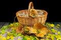 Wicker basket with chanterelles on a wooden table covered with leaves. Mountain foods. Edible mushrooms. Autumn products. Royalty Free Stock Photo