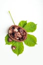 Wicker basket with chestnuts and green tree leaf on white Royalty Free Stock Photo