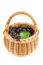 Wicker basket with chokeberries isolated on white background Royalty Free Stock Photo