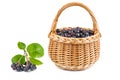 Wicker basket with chokeberries isolated on white background Royalty Free Stock Photo