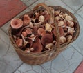 Wicker basket with collected mushrooms bitters for pickling.