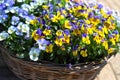 Wicker basket with colorful pansies. Spring. Royalty Free Stock Photo