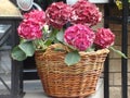 Wicker basket with flowers Geraniums